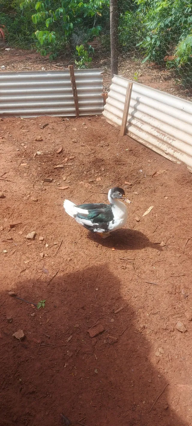 Pato