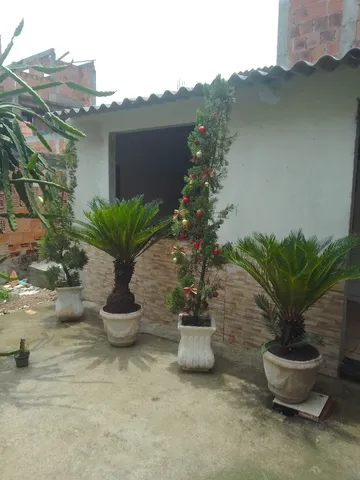 Plantas ornamentais 