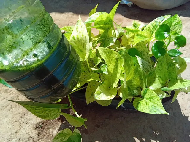 Suco concentrado de Ora Pronobis para Fortalecer Plantas
