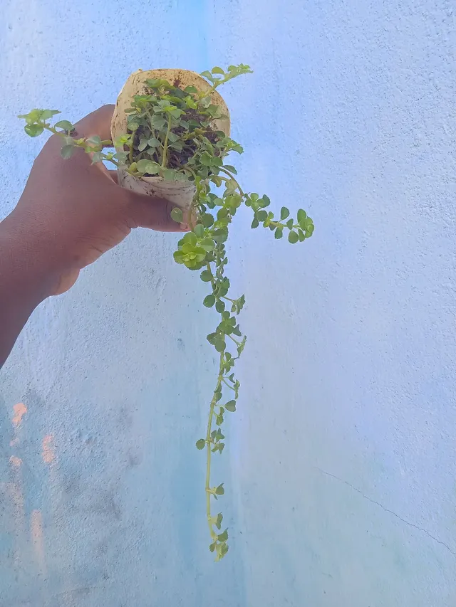 planta Barba de Moises 