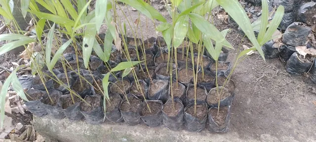 Mudas de AÇAI BRANCO