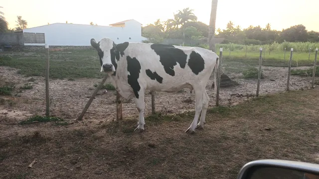 Vaca holandesa