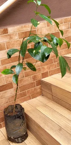 Plantas..... Mudas 