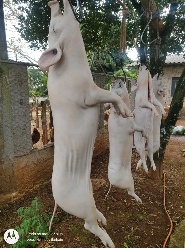 Leitão caipira 