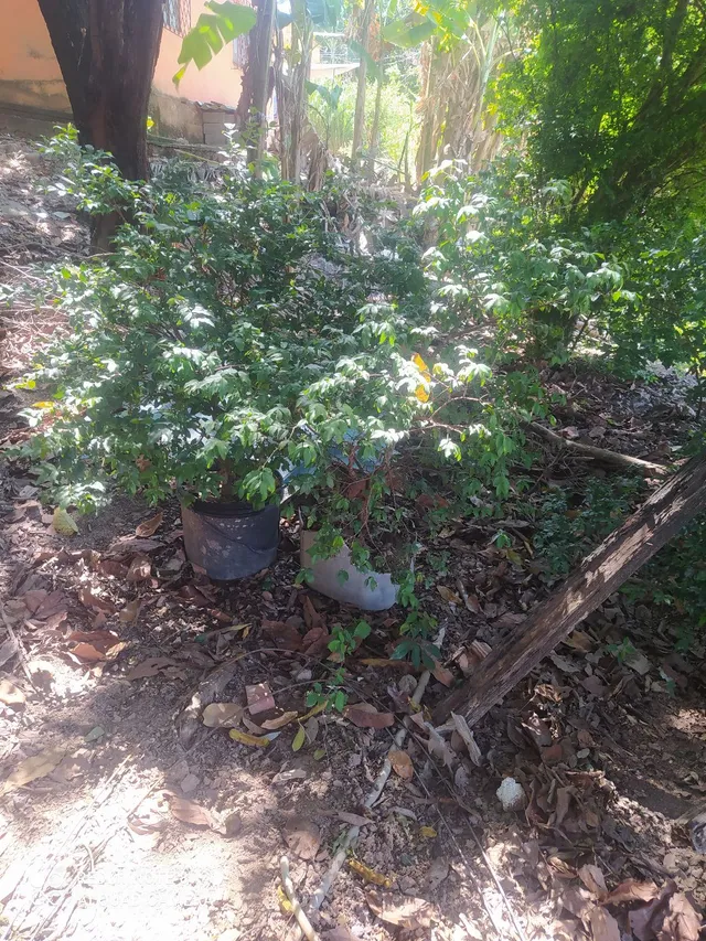 Mudas de Jaboticabas
