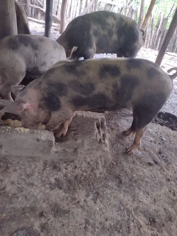 Vendo leitão piau 