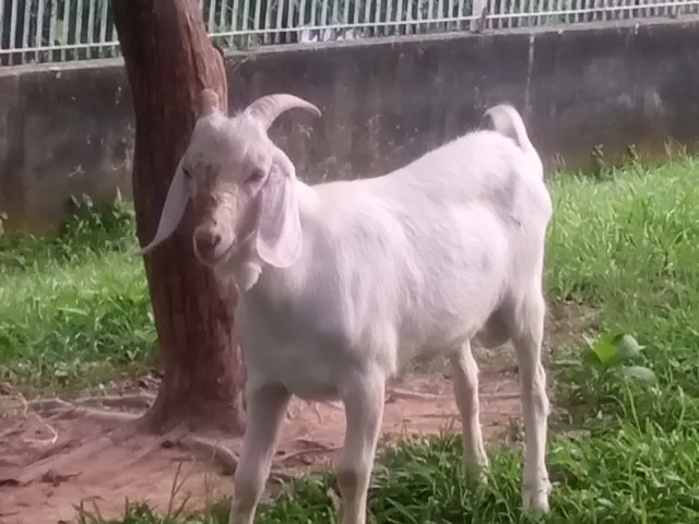 Cabra cabrito bode
