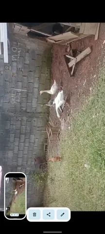 Vendo casal de ganso Sisnei africano casal branco 