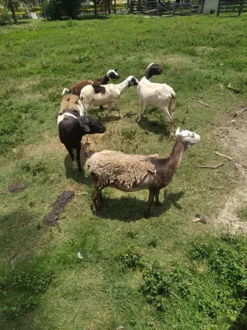 Vendo 6 Carneiros 