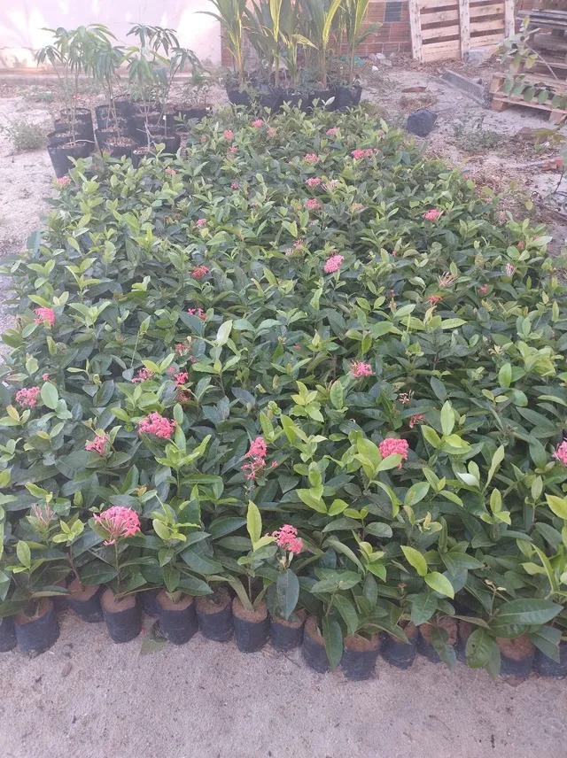 Jardinagem no varejo e atacado 