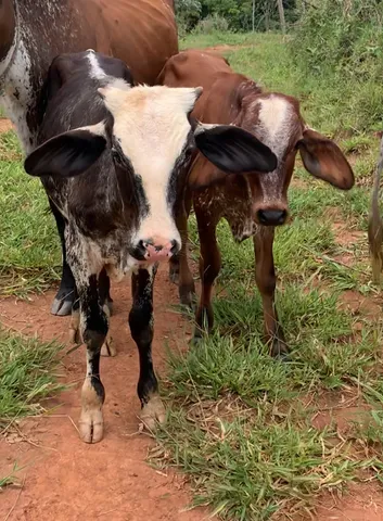 Bezerro a venda