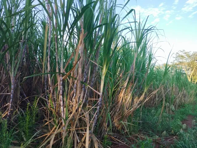 Cana de Açúcar 