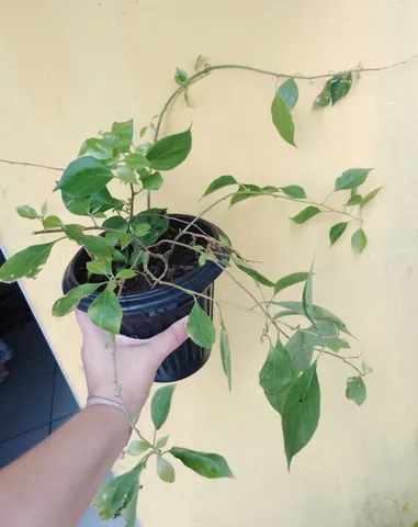 Bougainville rosa