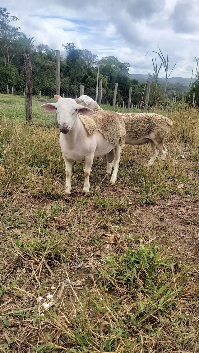 Borrego e borrega 