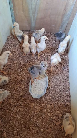 Pintinhos caipira 