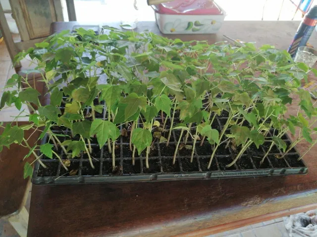 Mudas de mamão formosa 