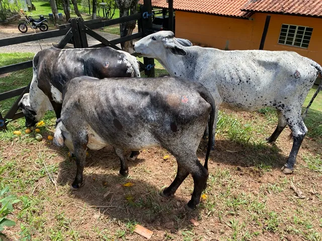 Vende-se, 3 novilhas nunca pariu.