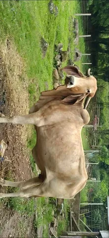 Vaca prenha