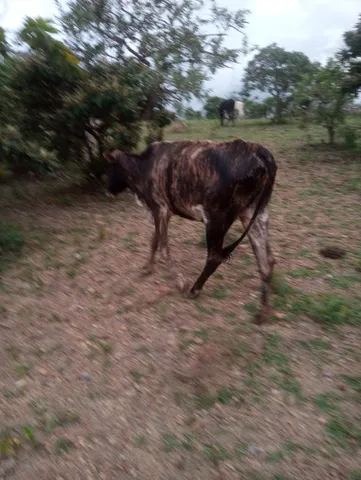 Vacas nelore Boi e garrotes