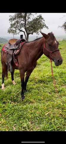 Égua quarto de milha !