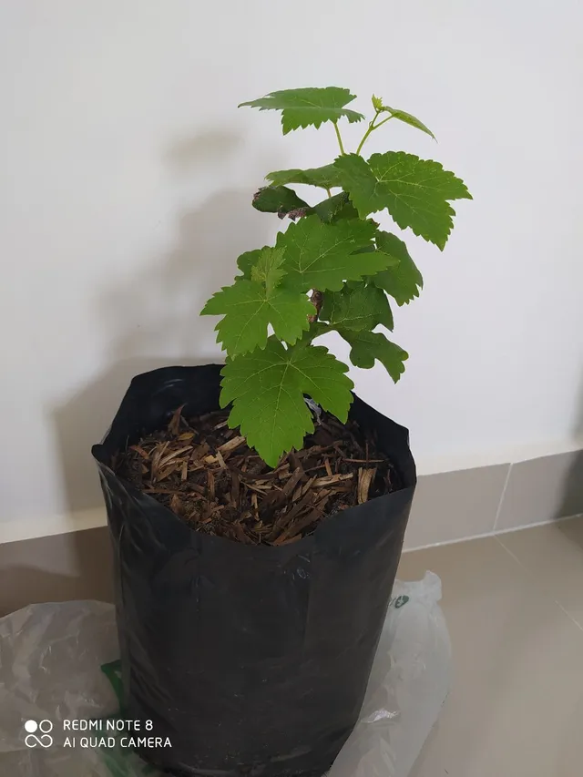 Muda de Uva Roxa enxertada sem semente