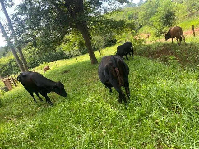 Vendo lote de gado