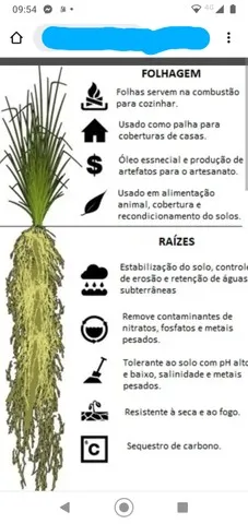 Mudas de vetiver e raízes