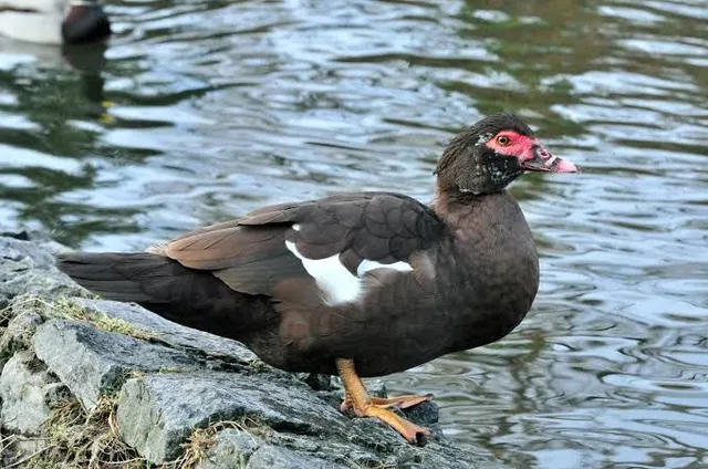 Vende-se ou troca se patos