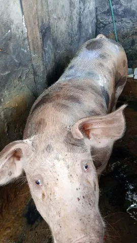 Porco Pietra capado pra vender 