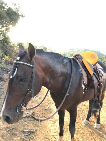 Cavalo inteiro