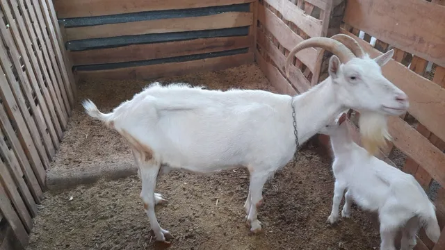 Cabras leiteiras 