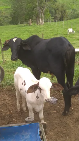 Tourinho Tabapuã preto já servindo 