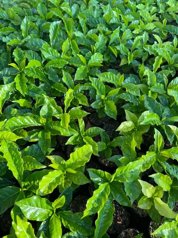 Café IAC 62 e Catuai 144