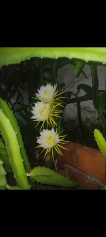 MUDAS DE PITAYA