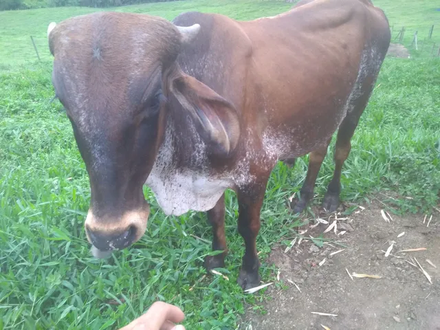 Tourinho Gir já servindo 