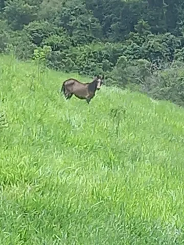 Cavalos e eguas a venda 
