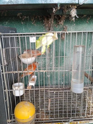 Gaiolas