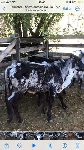 Bezerras Girolando filhas de touro fiv em vacas top