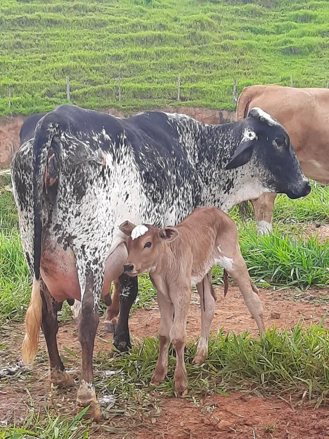 Vaca leiteira Girolanda