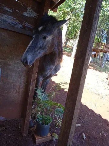 Cavalo quarto de milha 