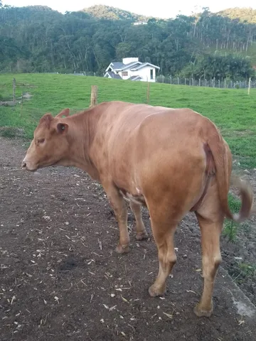 Vendo novilha 