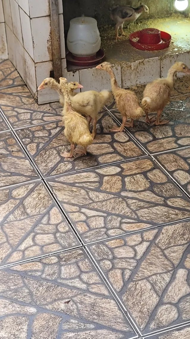 Vendo