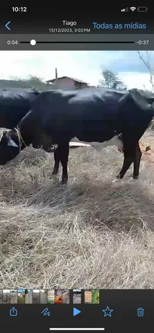 Vacas leiteiras para venda