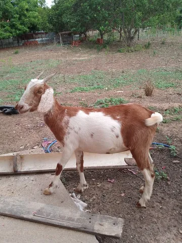 Cabras e cabritas 
