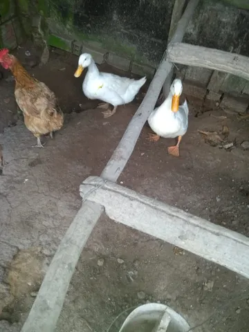 Ganso e marreco de Pequim 
