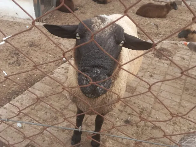 Vendo 6 ovelhas