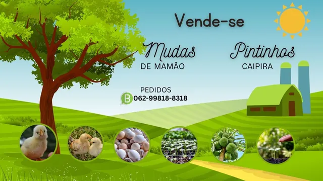  Mudas de mamão formosa e pintinhos caipira 