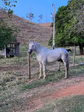 CAVALO GARANHÃO MM 