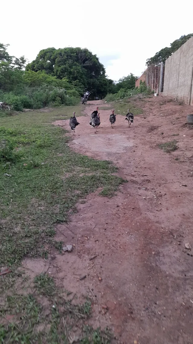 Perus a venda 