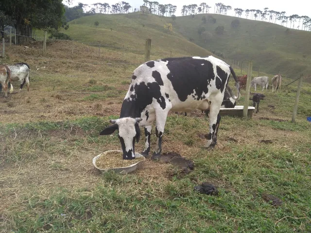 4 vacas de leite 